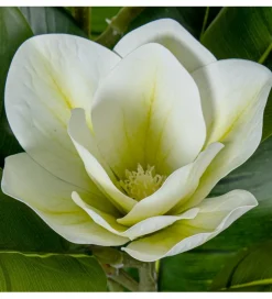 Exclusivas Magnolia sztuczna 100 cm