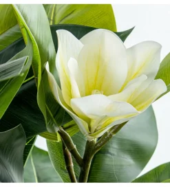 Exclusivas Magnolia sztuczna 100 cm