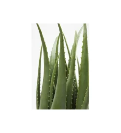 KDesign Sztuczna roślina ALOES 69 cm