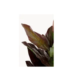 KDesign Sztuczna roślina CANNA LILY 165 cm