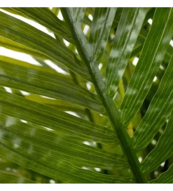 Zona-Design Sztuczna roślina PALMERA 170 cm