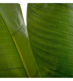 Zona-Design Sztuczny kwiat BANANA 190 CM  zielony